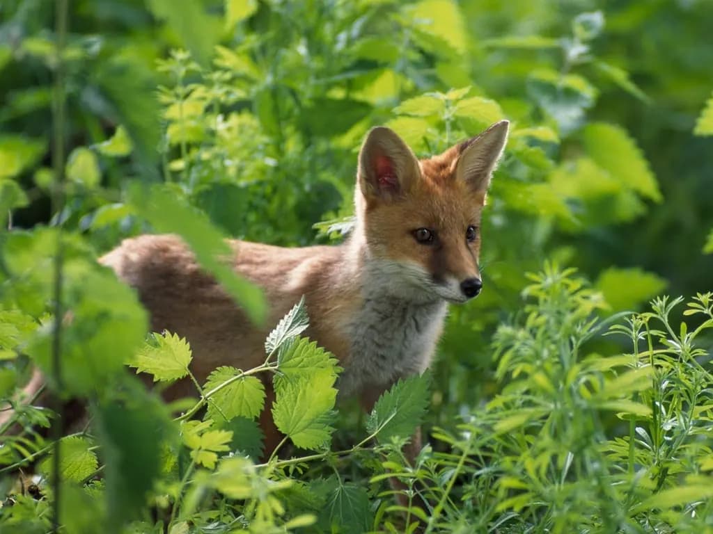 A fox cub in the bracken