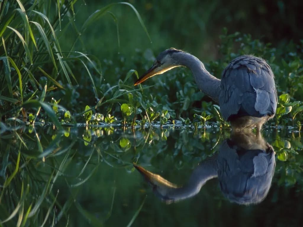 A heron mirrored in still water