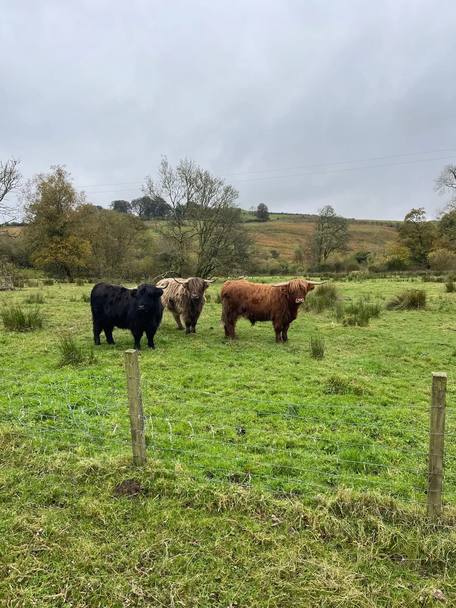 Highland cattle grazing the in-bye fields