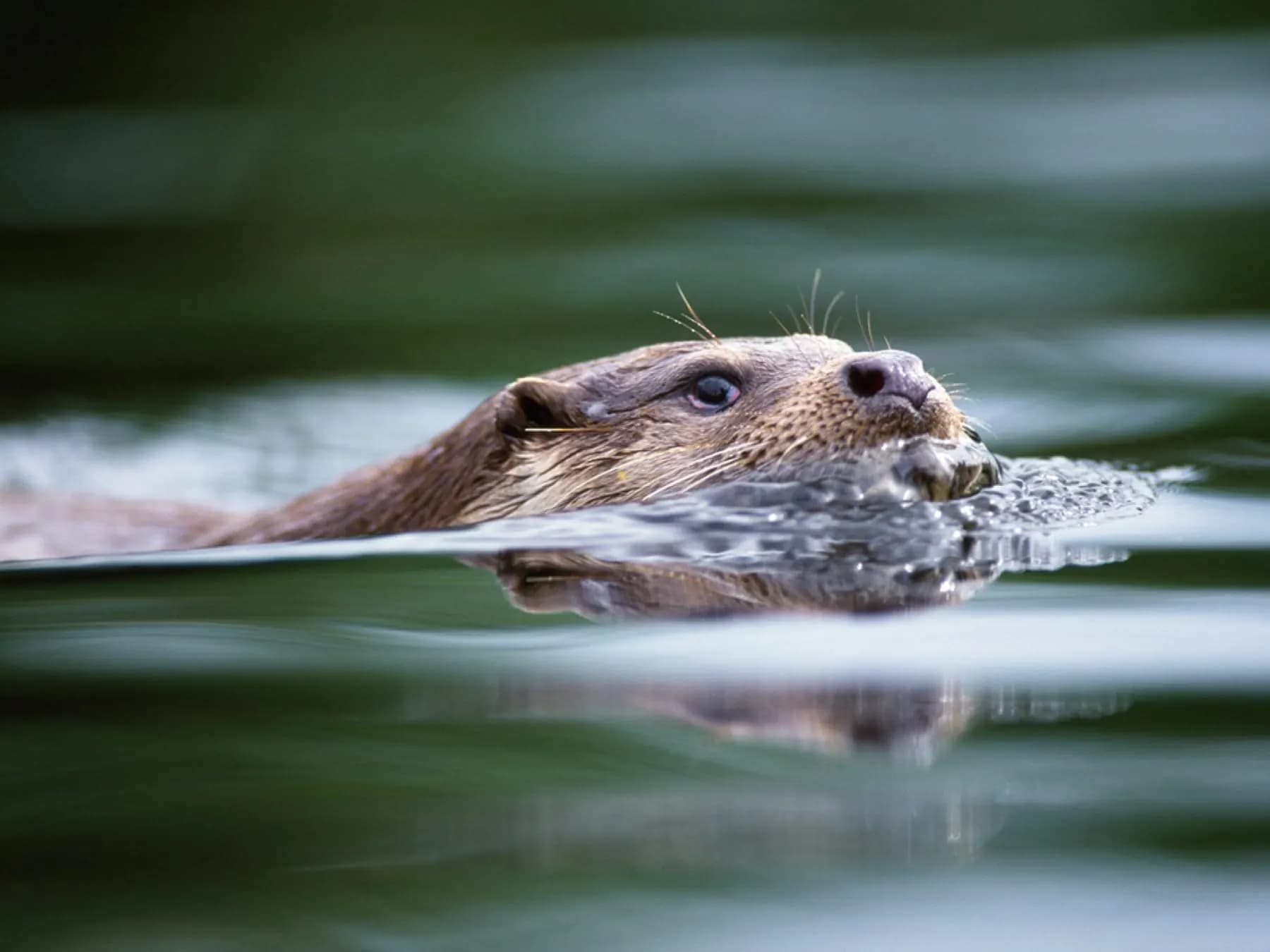 Otter on the Doon