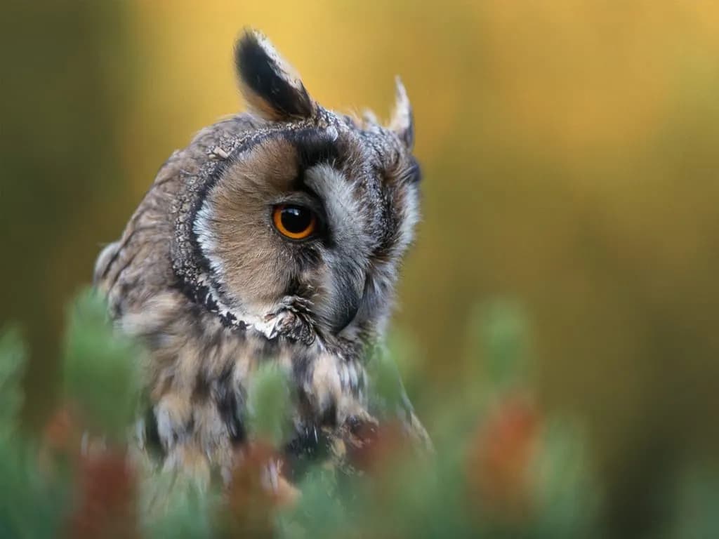 A tawny owl at dusk