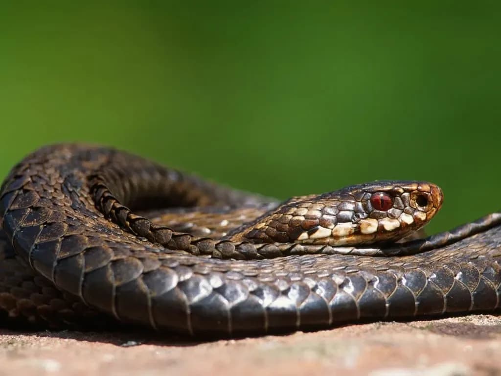 An adder basking on the moor