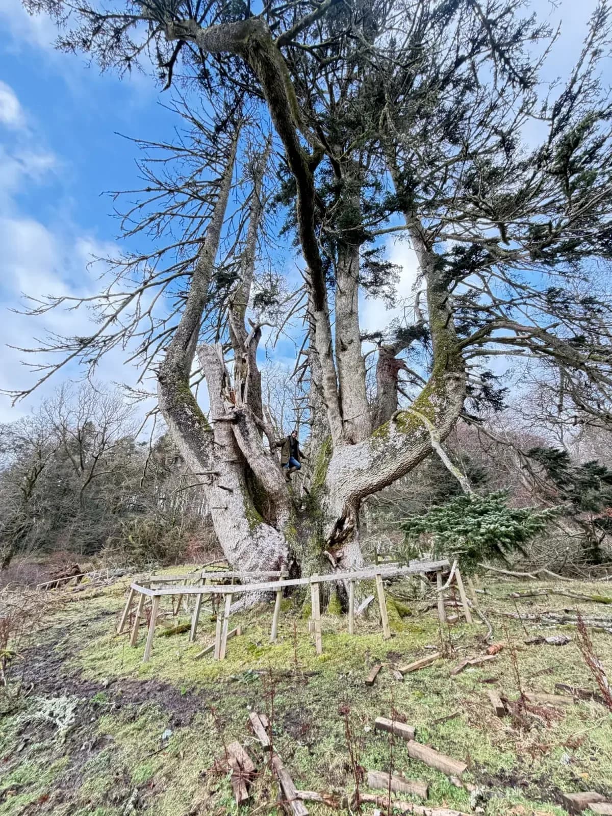 Ancient tree on the estate