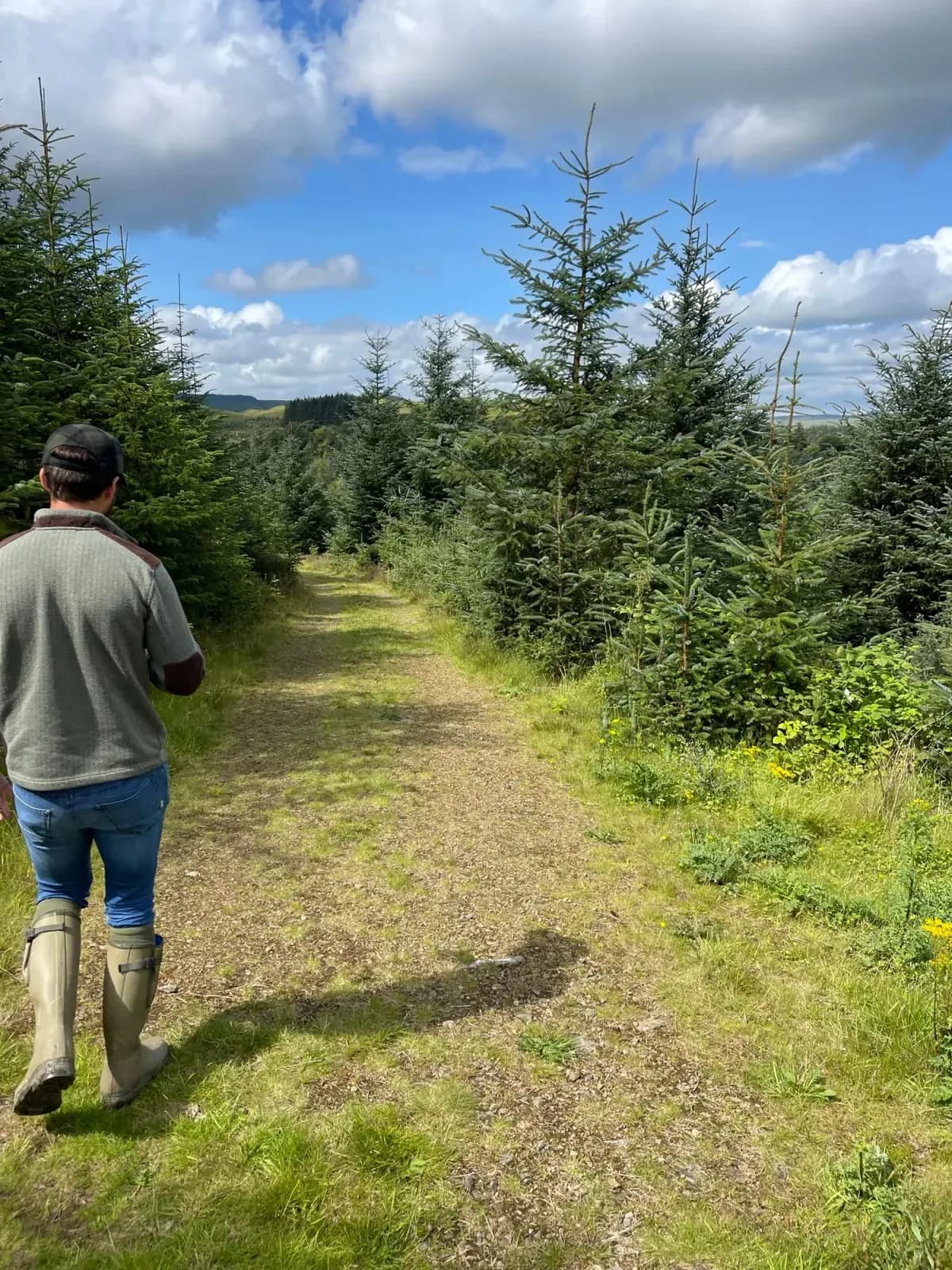 Forest walk near the cabins