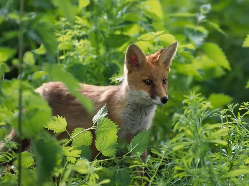 A fox cub in the bracken