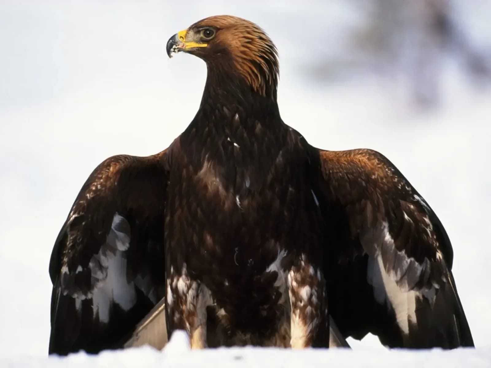 Golden eagle over the hill