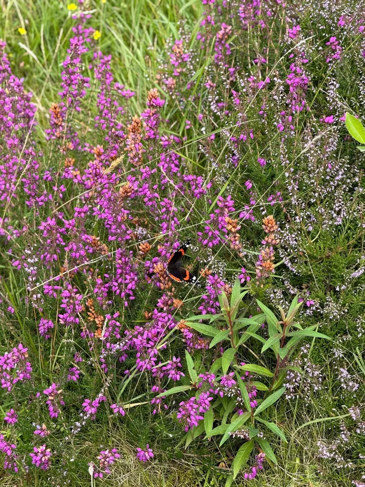 Heather in bloom