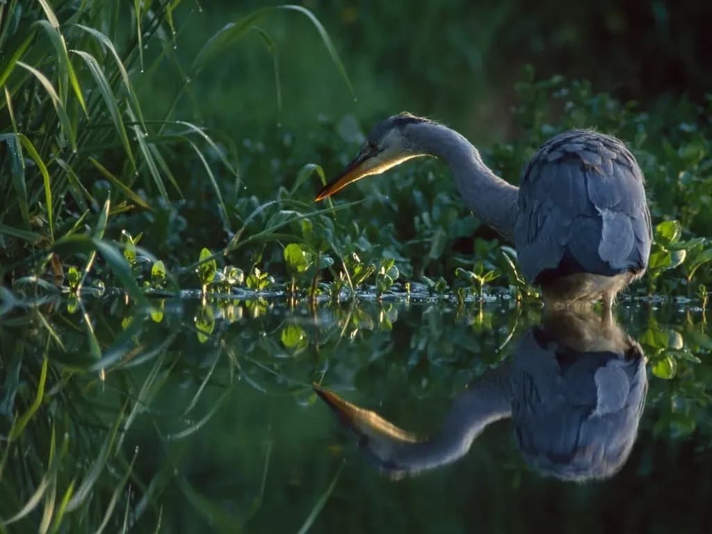 A heron mirrored in still water
