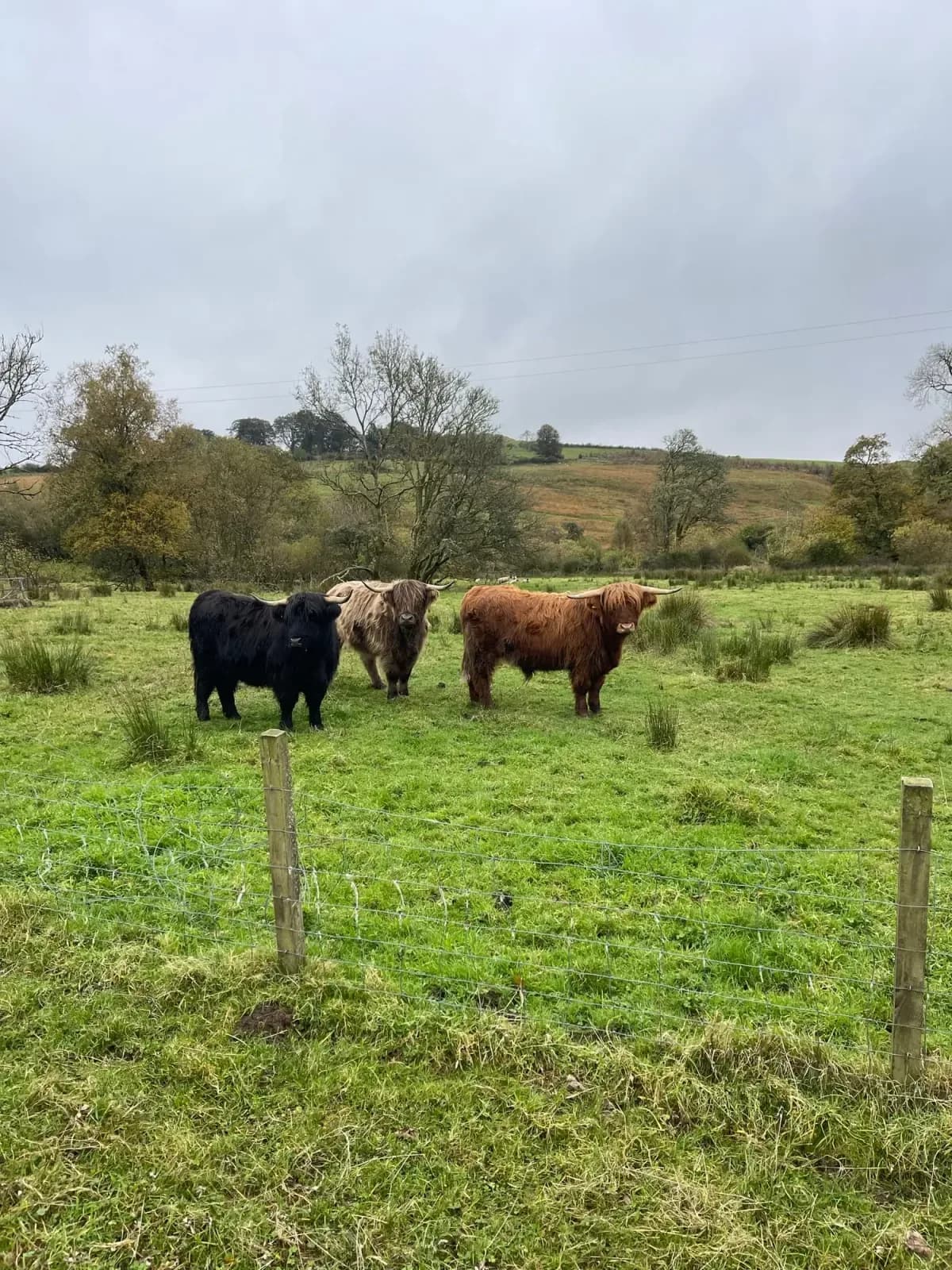 Highland cattle