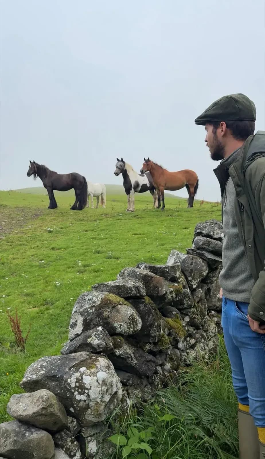 Horses grazing