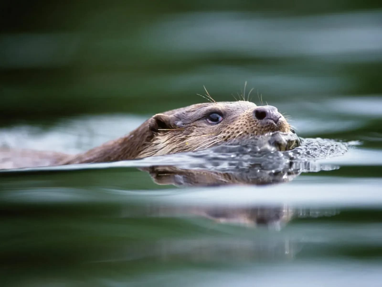 Otter on the Doon