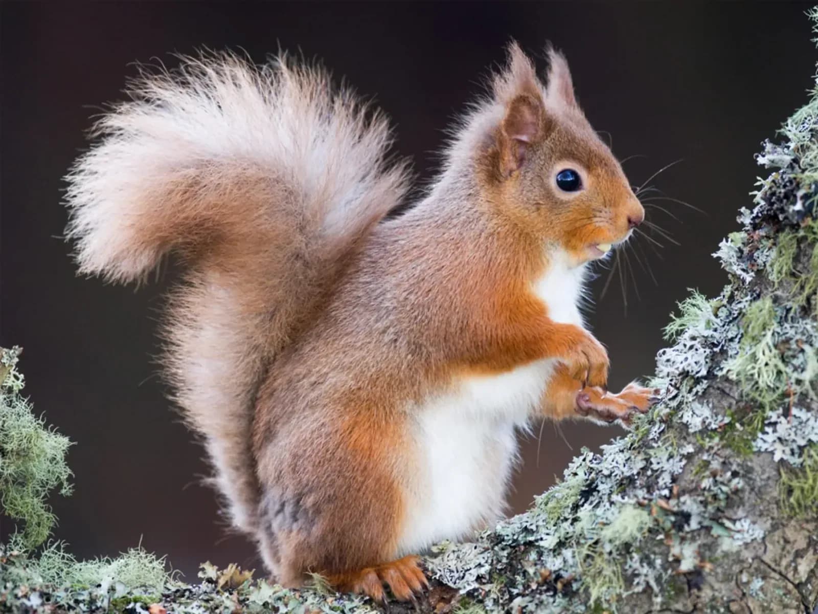 A red squirrel on the estate