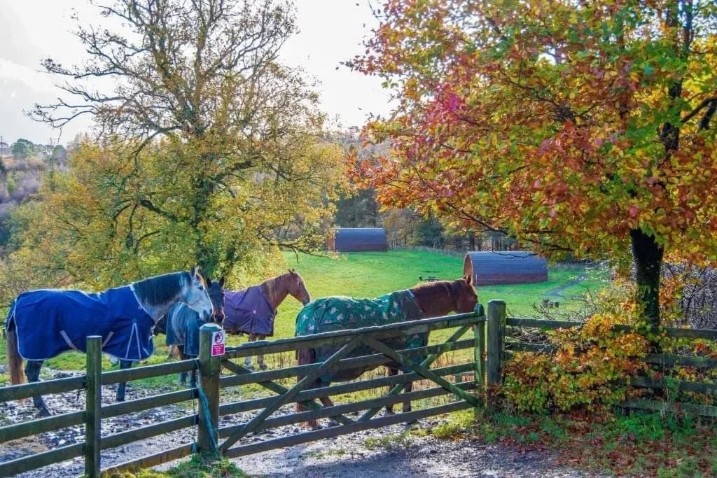 Horses in the field by the stables
