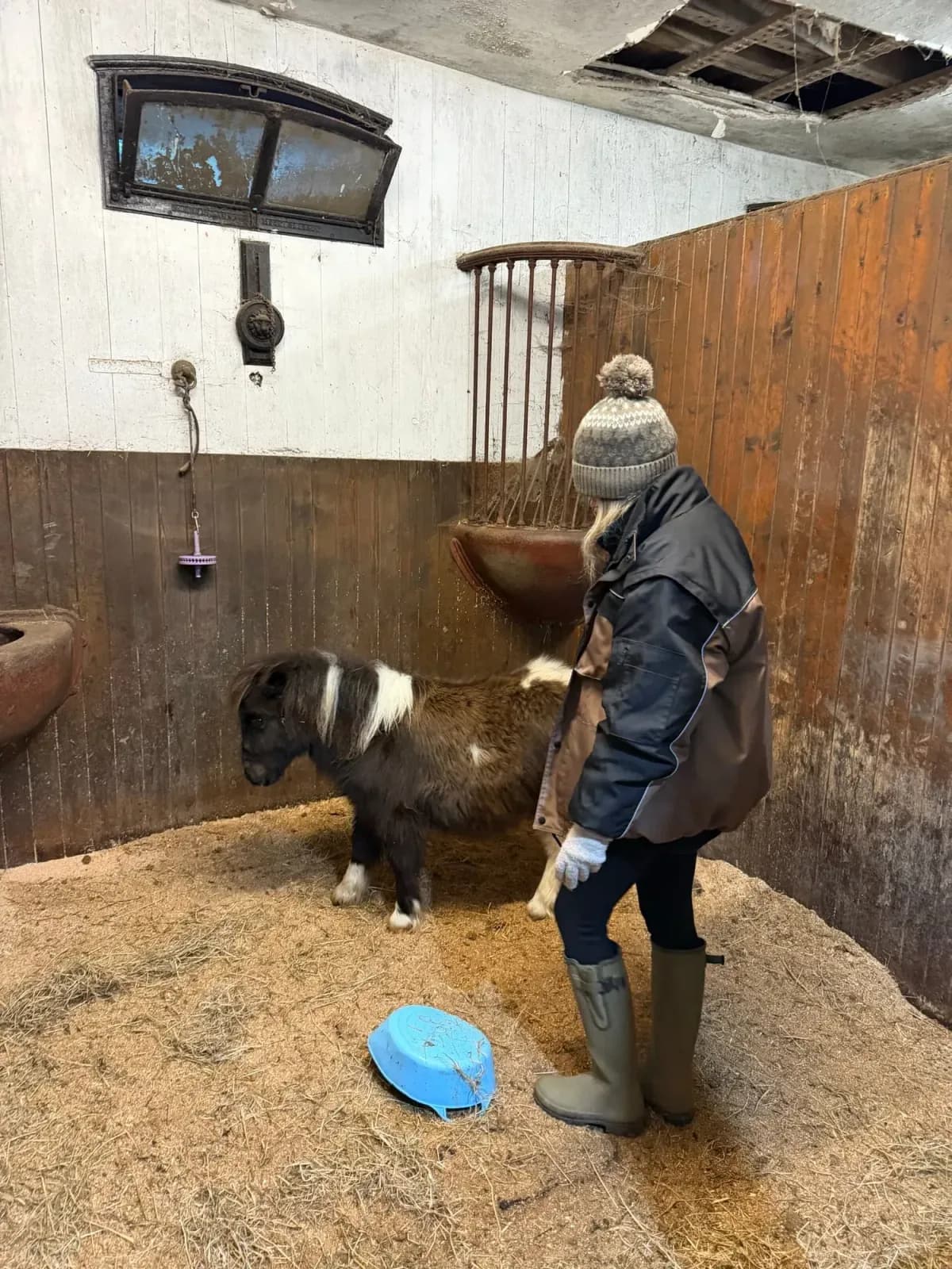 Pony in the stables