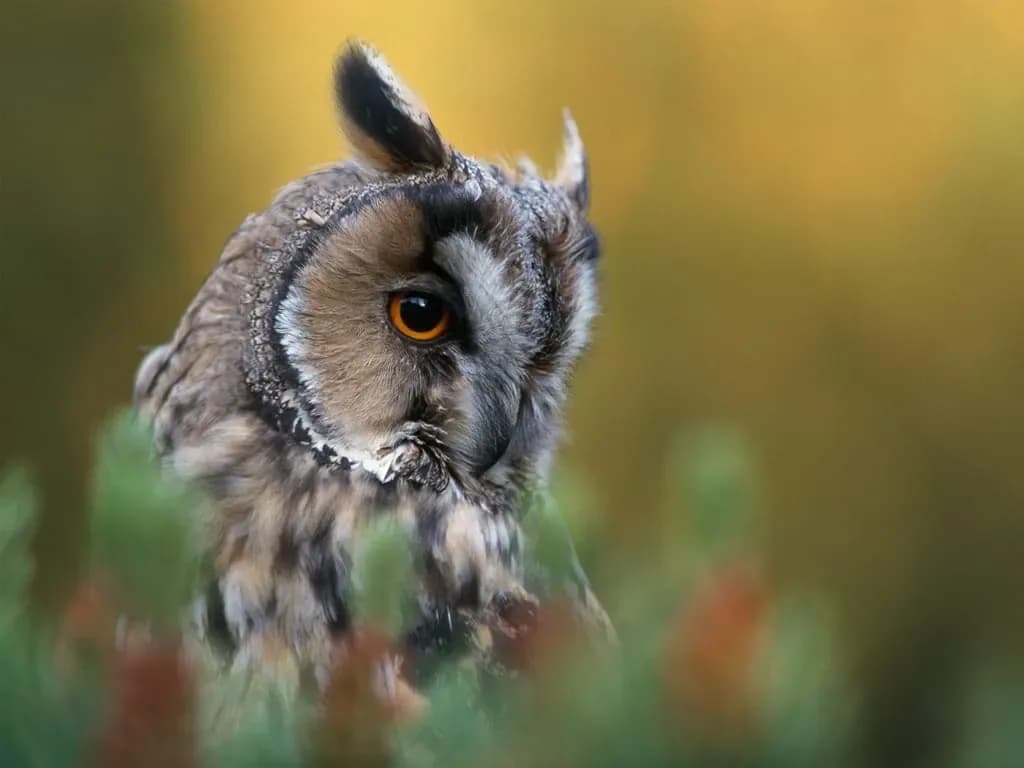 A tawny owl at dusk